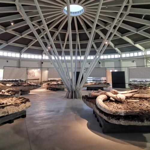 Luigi Boldrini Paleontological Museo